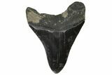 Fossil Megalodon Tooth - South Carolina #164985-1